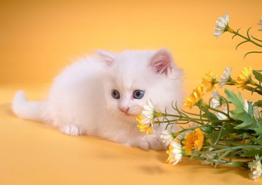 Beautiful Cat Wallpapers HD Pictures | One HD Wallpaper Pictures ...