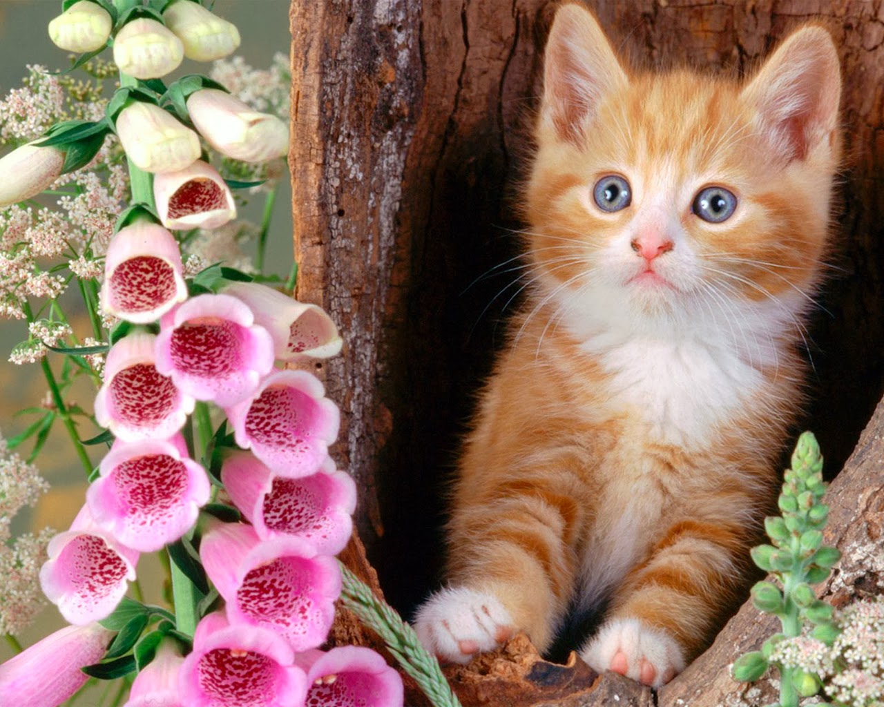 Cute Baby Cats Wallpapers Group 76