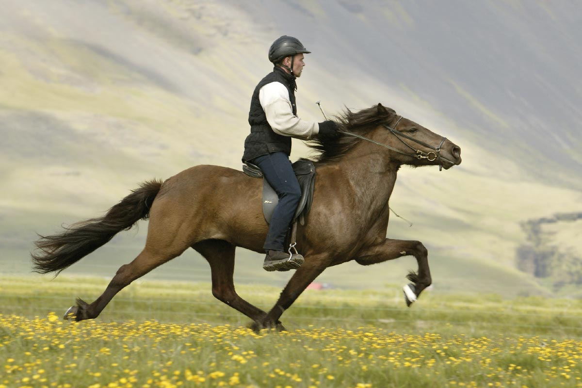 Riding Horse Wallpapers - Wallpaper Zone