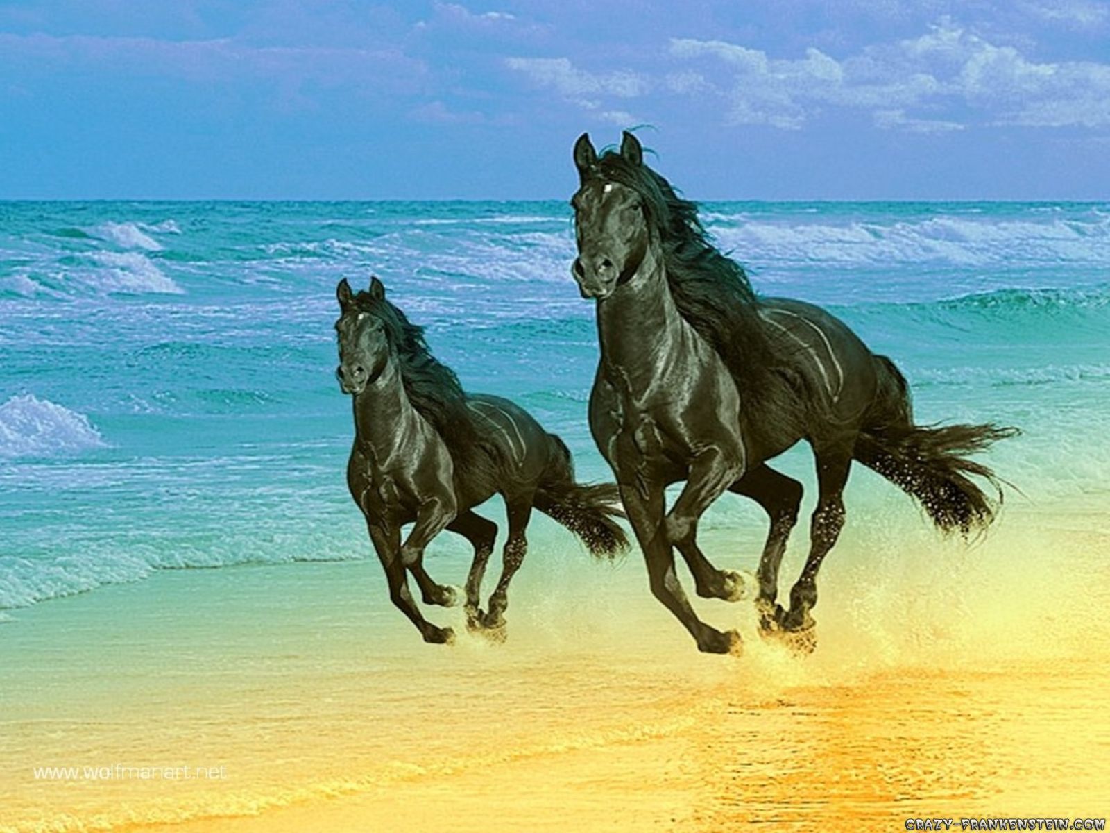 Horse Ride HD Wallpapers | Best Wallpapers Fan|Download Free ...