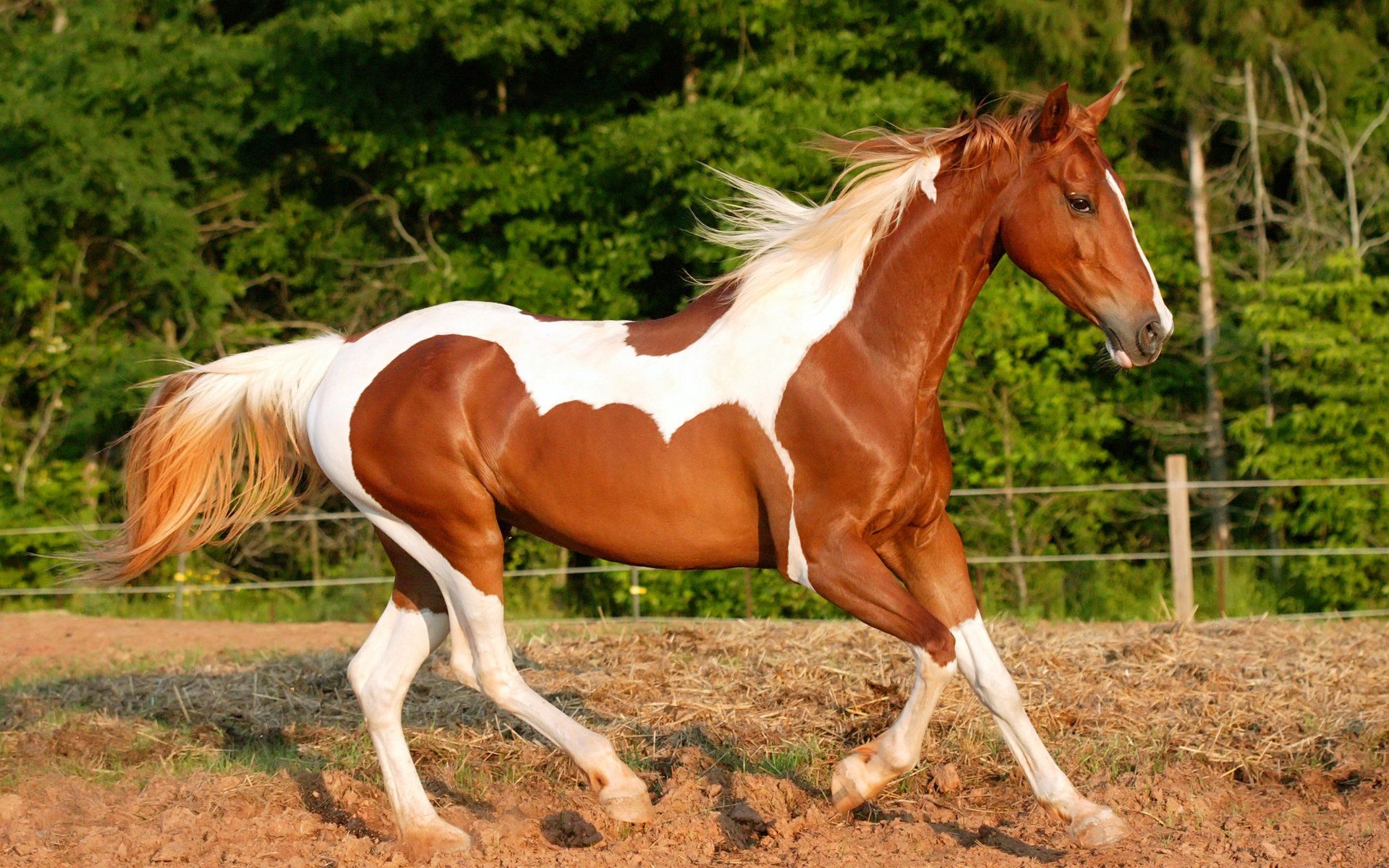 Riding horse wallpapers and images - wallpapers, pictures, photos