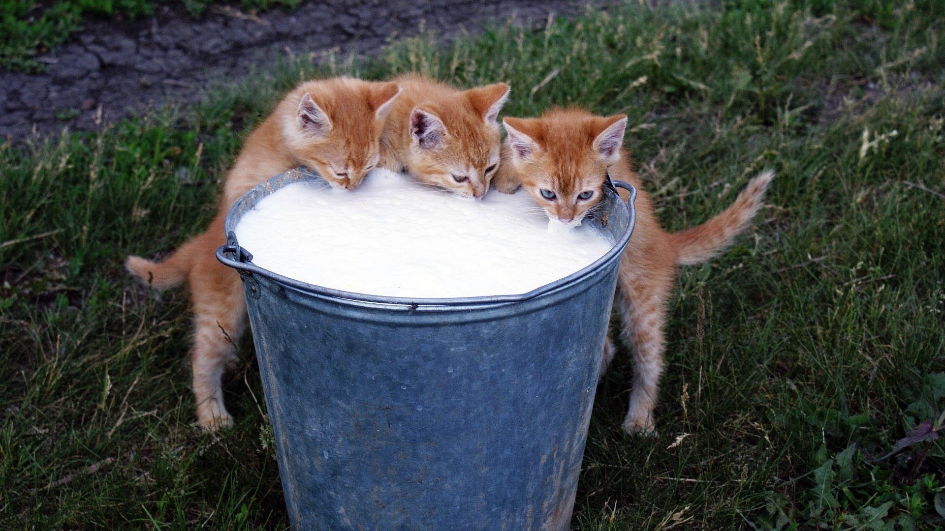 Download Wallpaper 1920x1080 Kittens, bucket, Milk, Food, Drink ...