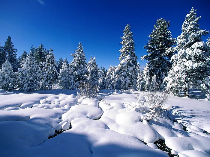 Winter wondrland : Amazing winter & Snow photography - Wallcoo.net