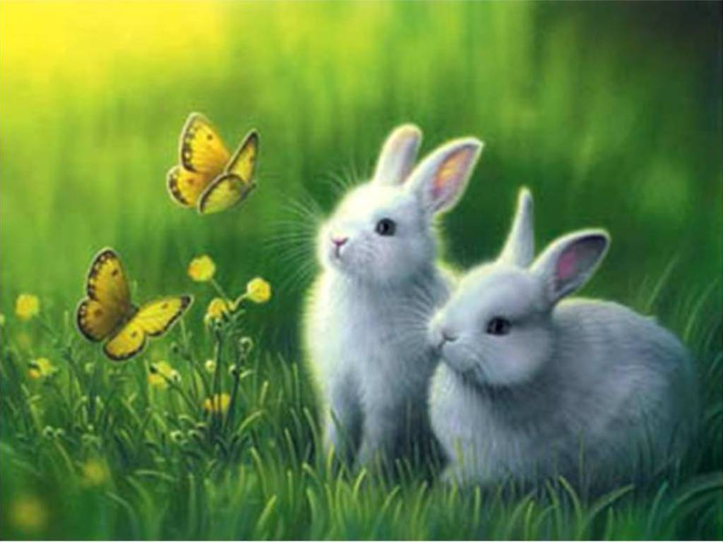 Bunny Cute Rabbit Wallpaper Li APK for Android Download