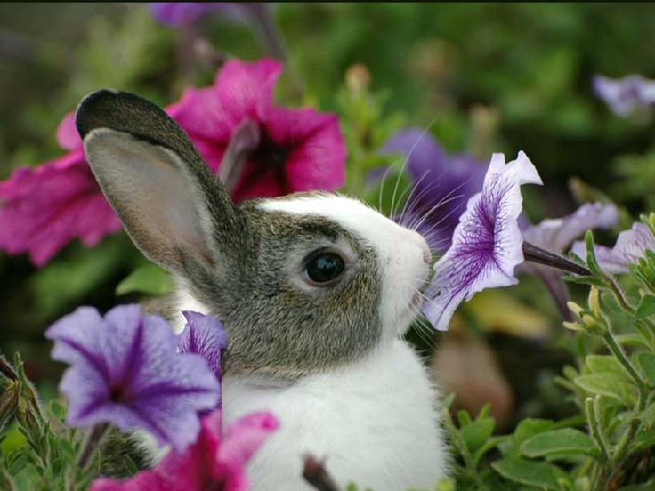 Image detail for Free Baby bunny Wallpaper - Download The Free