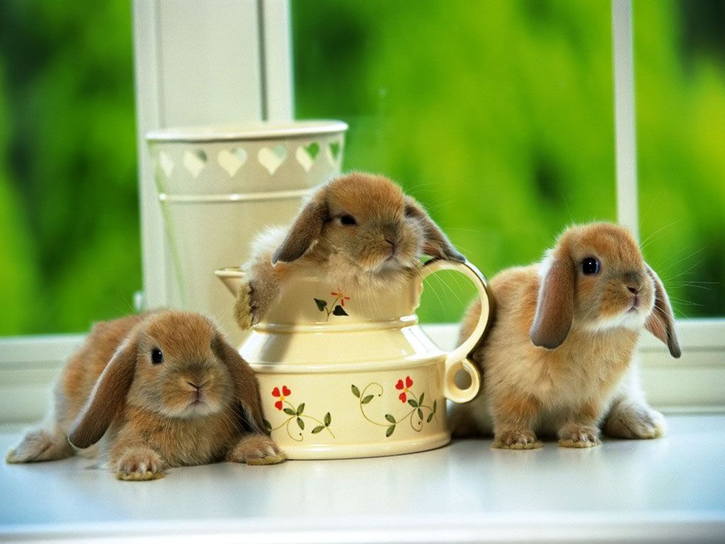 Rabbits Wallpaper - Cute Rabbits Animal Wallpapers Gallery