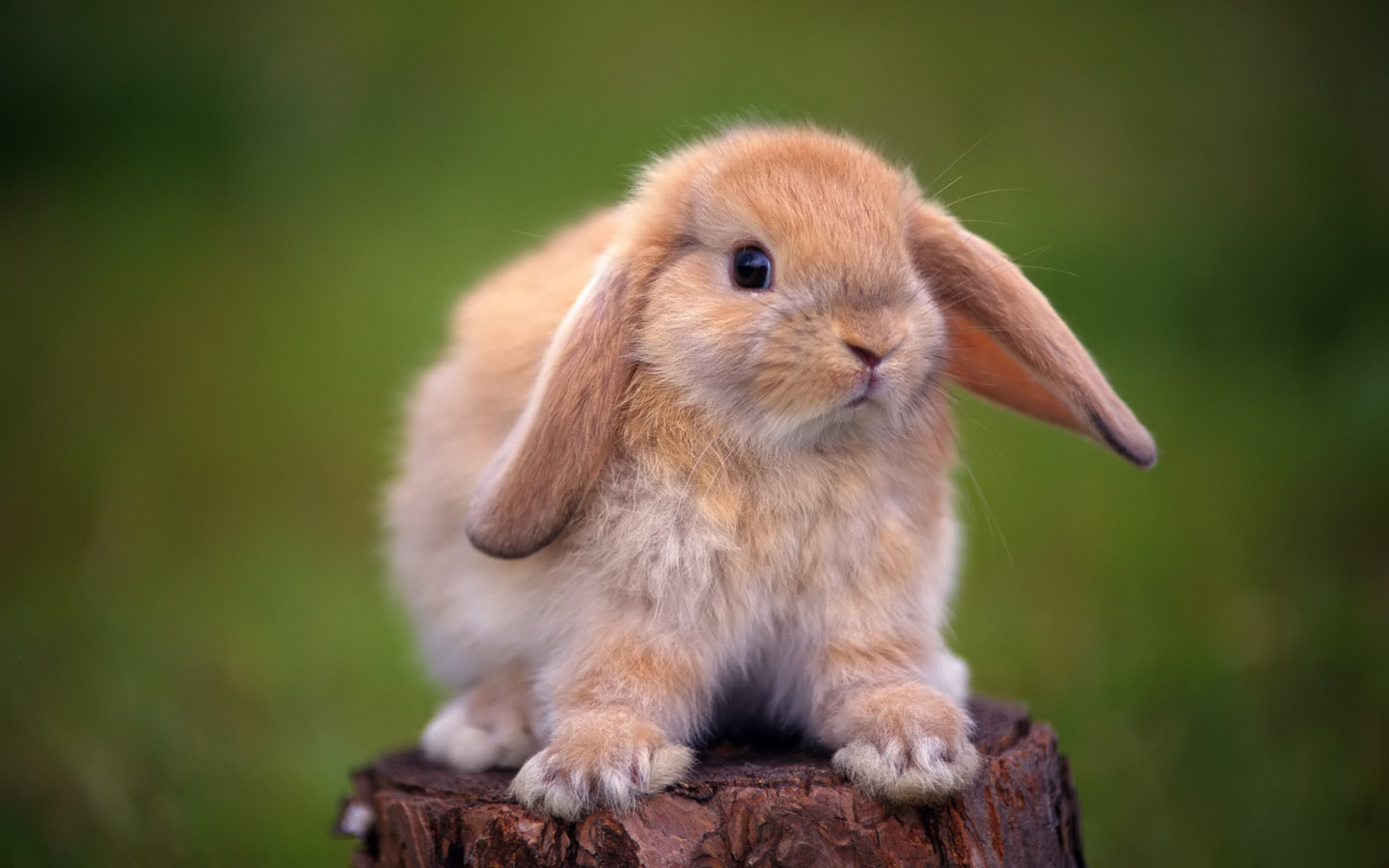 Bunny Background Wallpapers | WIN10 THEMES