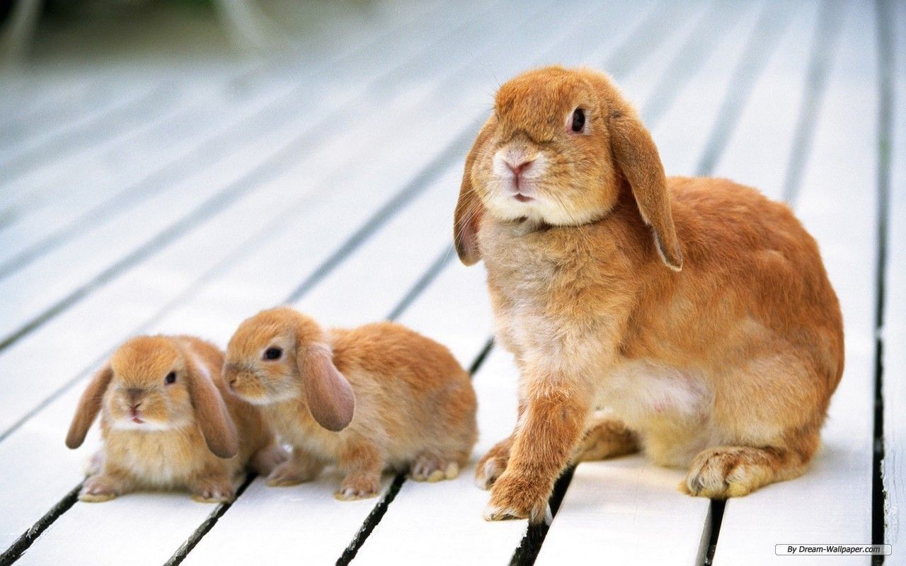 Bunnies - Bunny Rabbits Wallpaper 16438014 - Fanpop