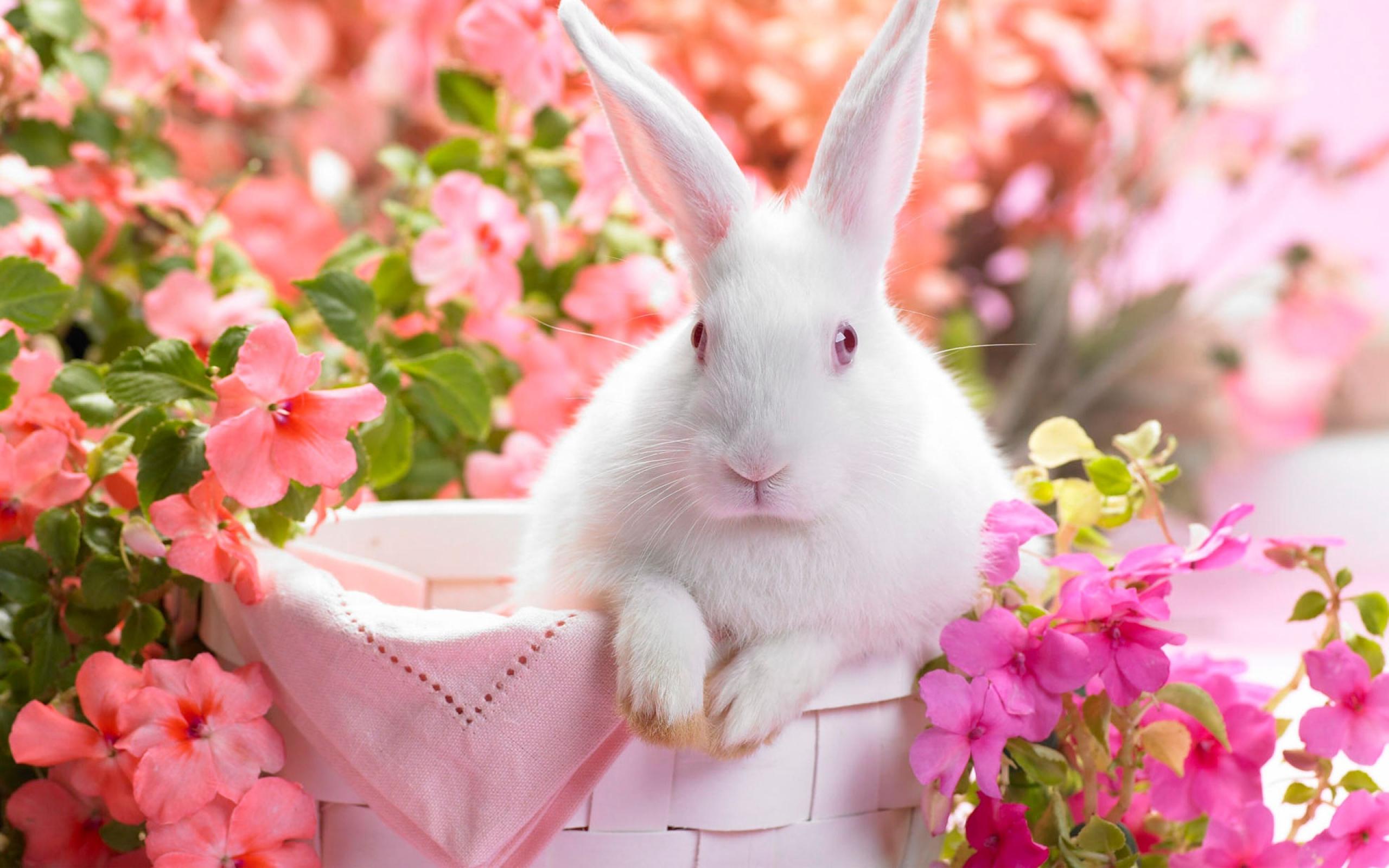 White Bunny Wallpapers | Pictures