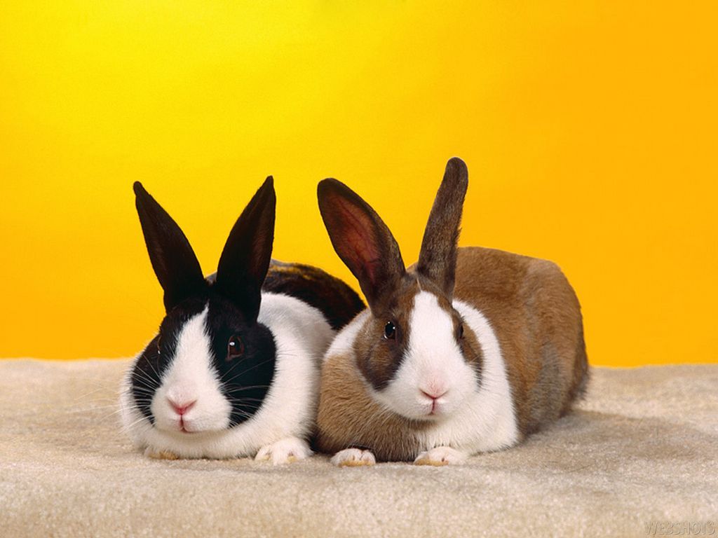 Bunny Wallpapers - Bunny Rabbits Wallpaper 149129 - Fanpop