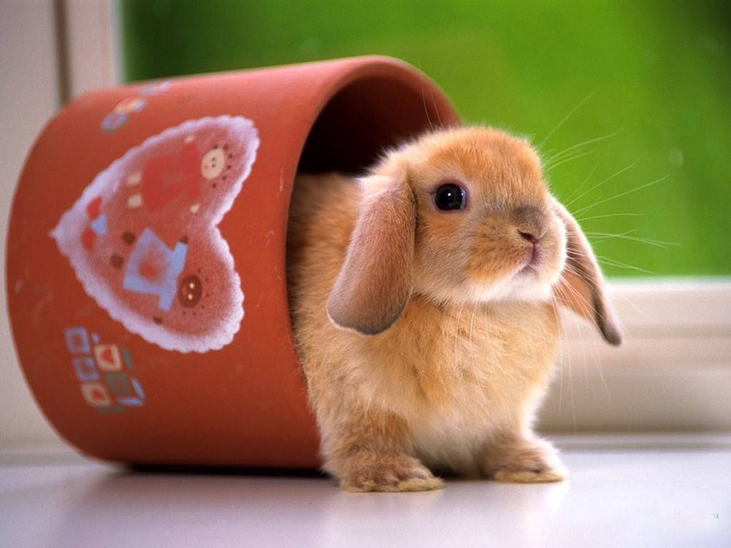 Cute little rabbit coming from a cup - bunnies Wallpaper