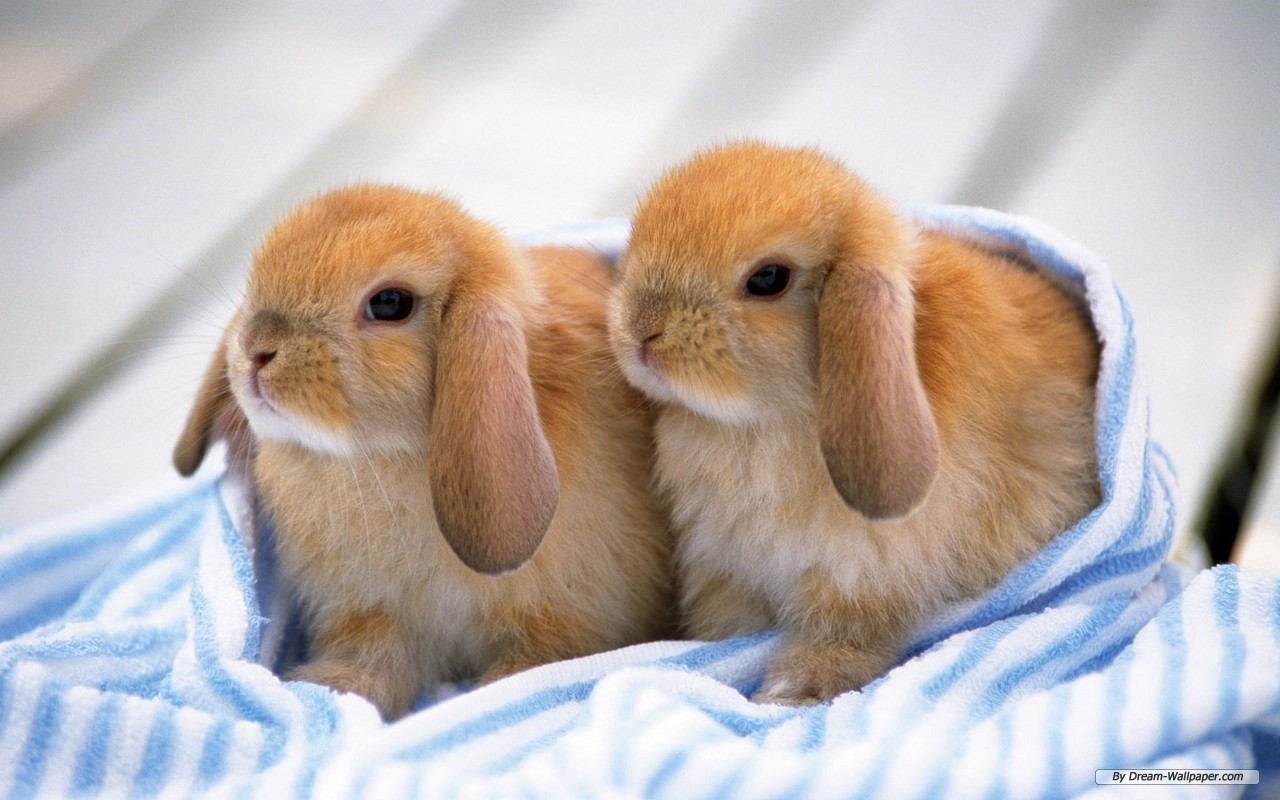 Images of bunnies | danasrhj.top