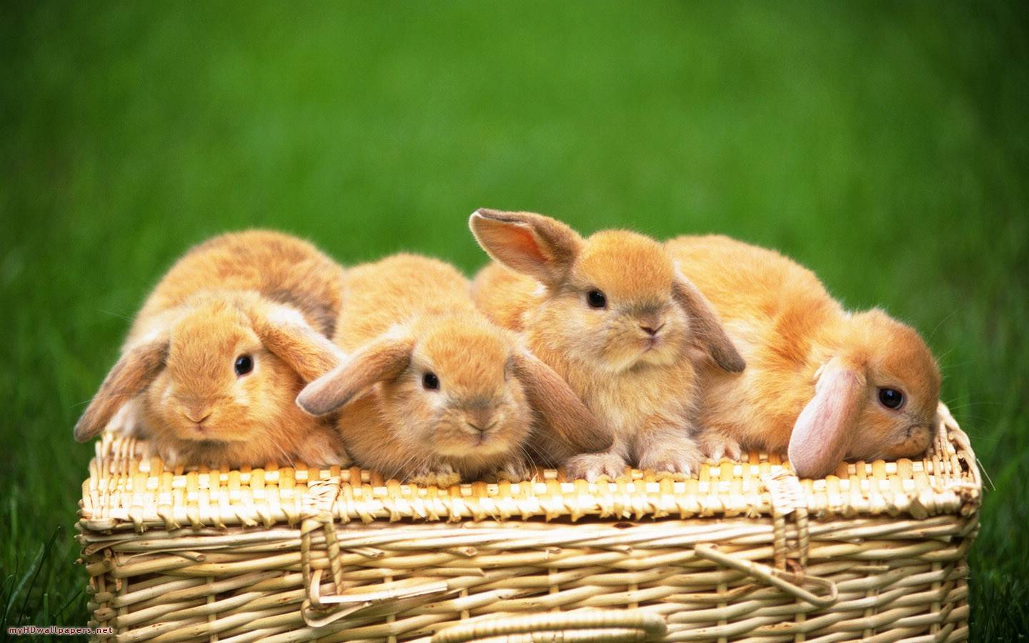 four-cute-rabbits - bunnies Wallpaper