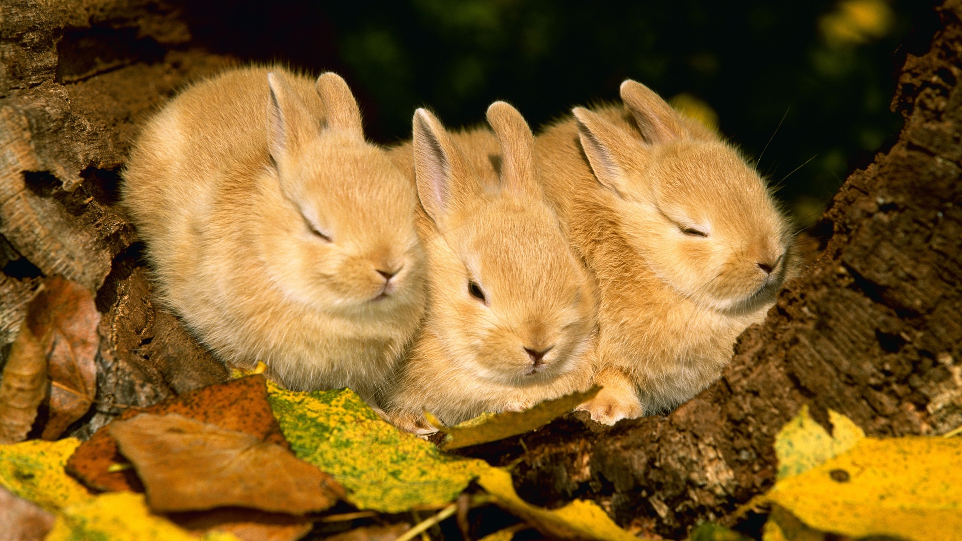 Dwarf Rabbit Wallpapers - Animal Wallpapers | Wallpaper Send!