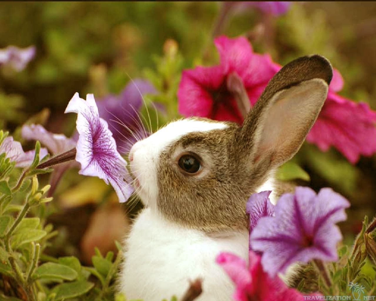 Cute Bunny Backgrounds - Wallpaper Cave