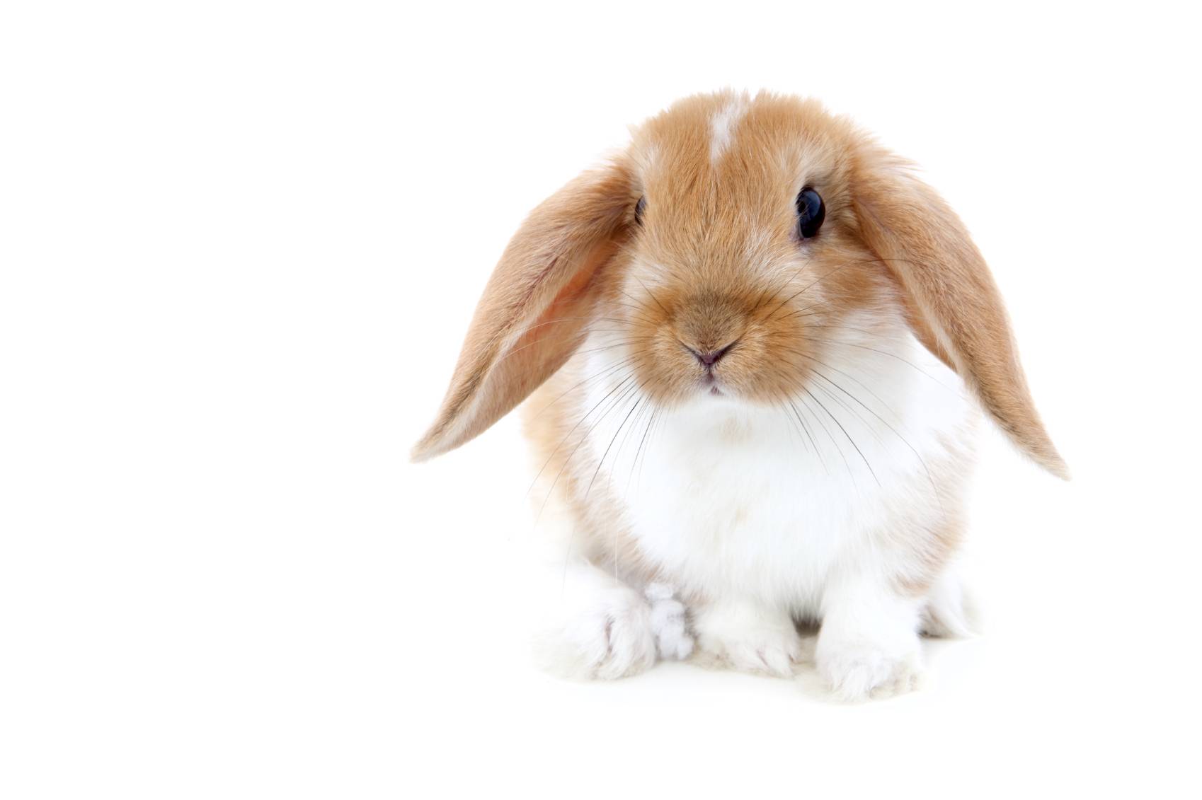 Hamtaro bunny - bunnies Wallpaper