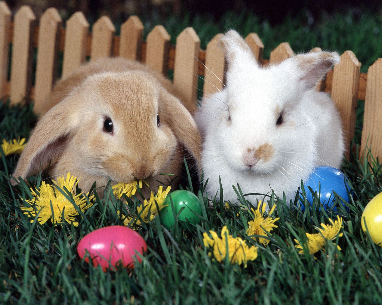 Hd wallpaper with two bunnies rabbits jpg | Chainimage
