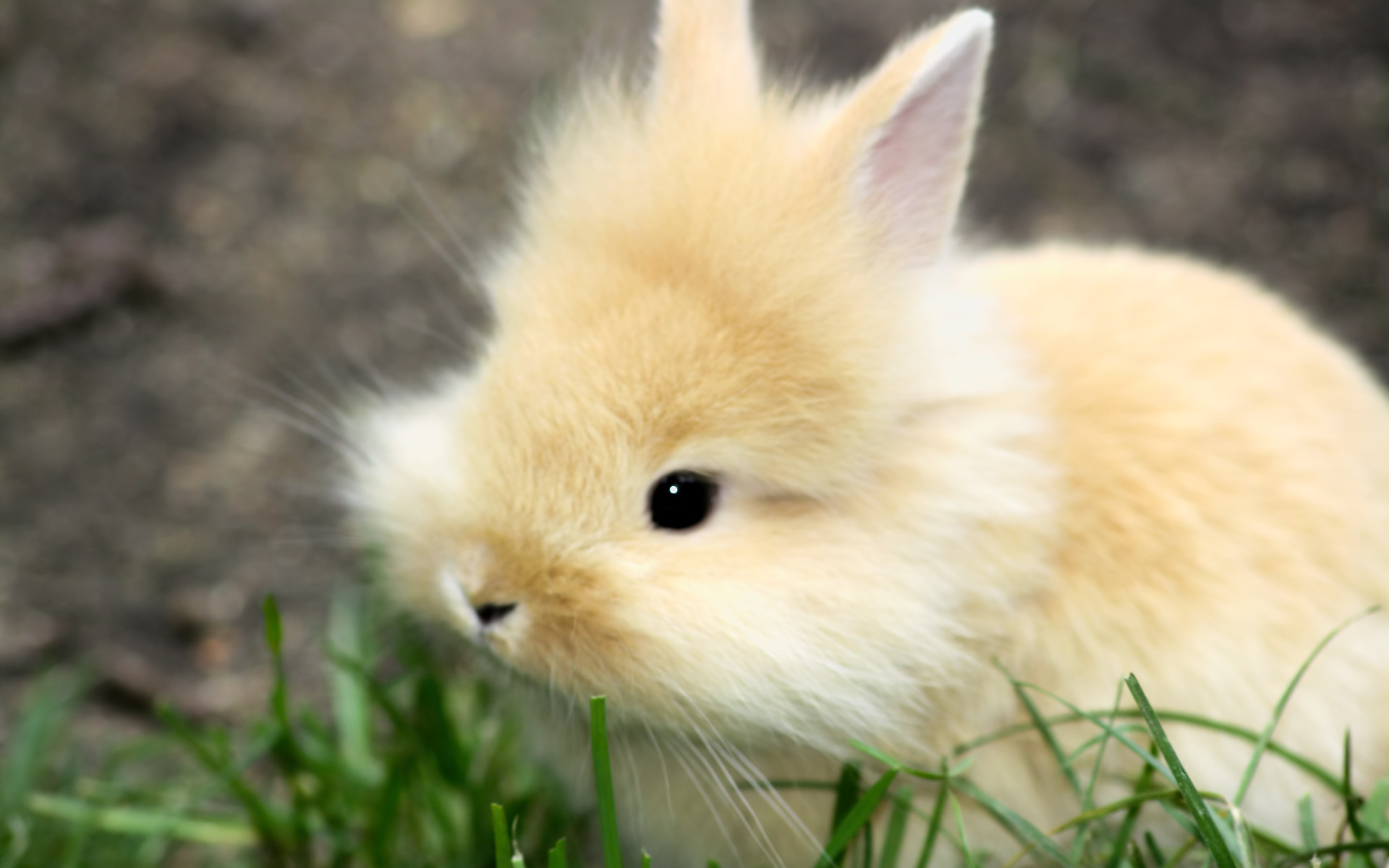 Fluffy Baby Rabbits Wallpaper for Mobile - Wallpapers