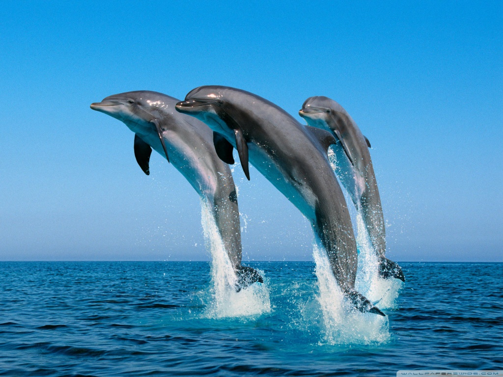 Bottlenose Dolphins Tursiops Truncatus HD desktop wallpaper ...