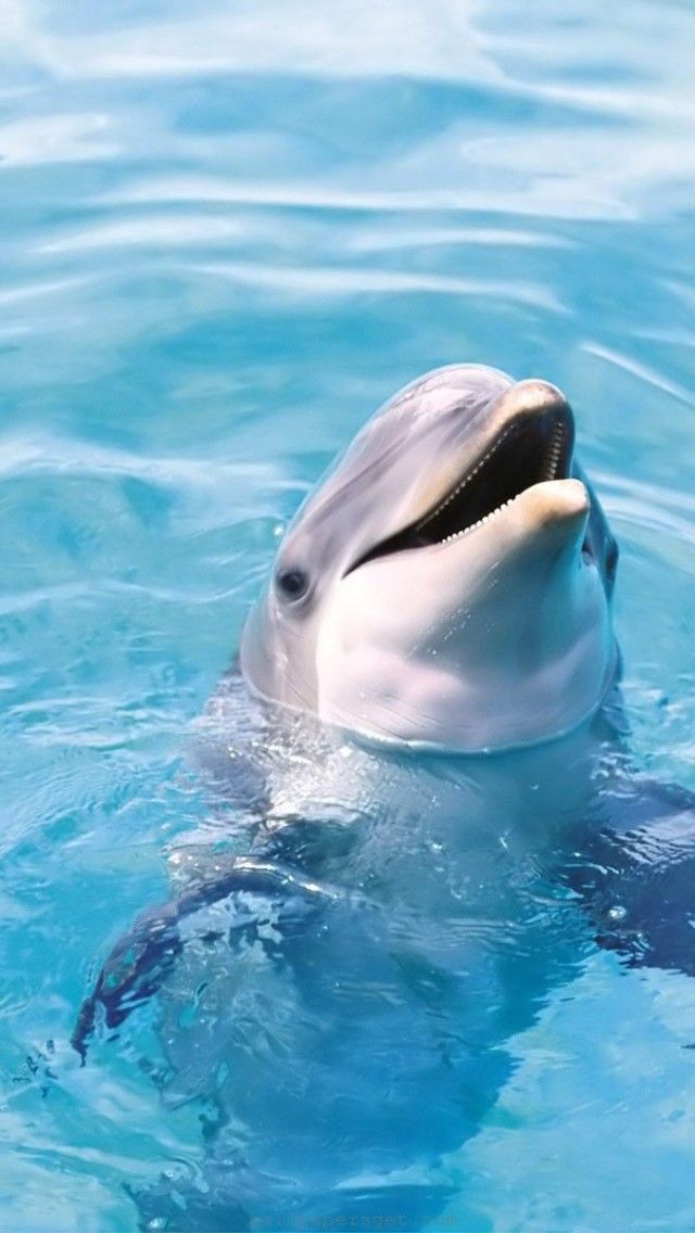 Dolphin HD Iphone Wallpaper Free Download Wallpaper For Your ...