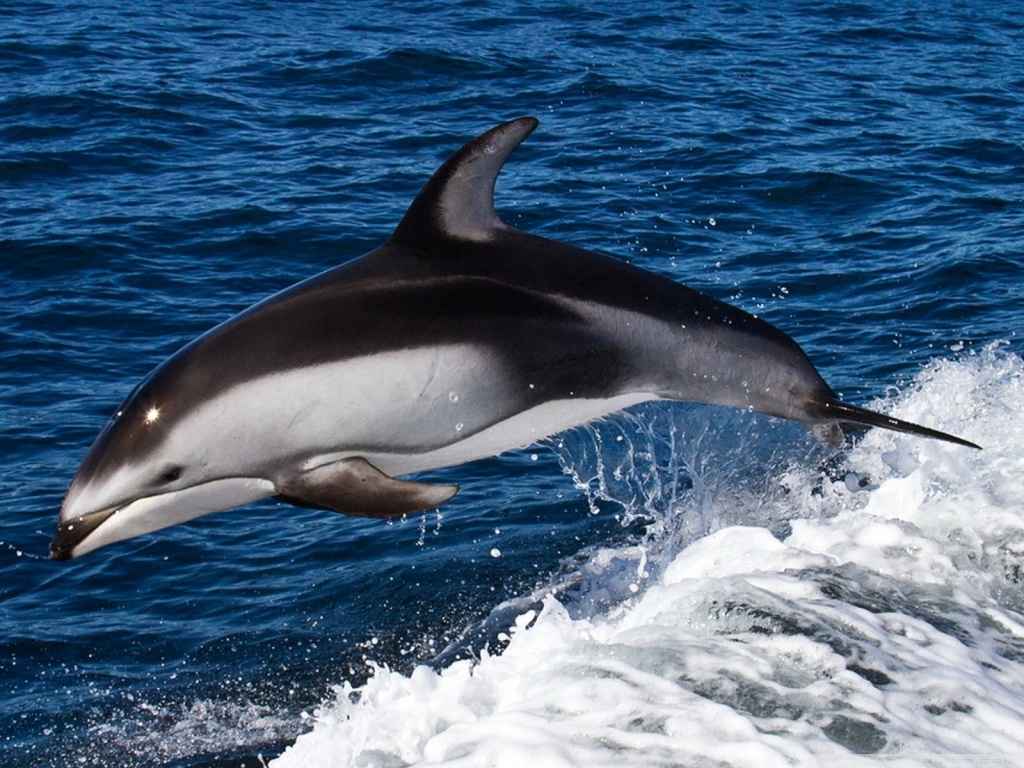 Dolphin Jumping HD desktop wallpaper : High Definition ...
