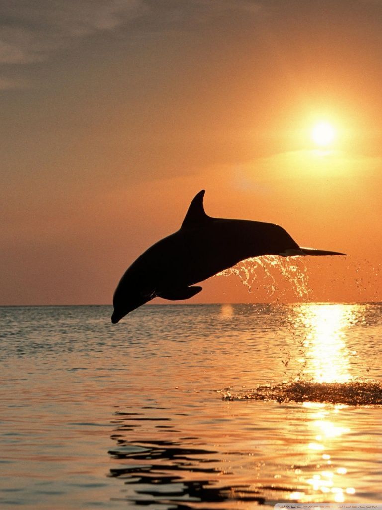 Bottlenose Dolphin Jumping At Sunset Caribbean Honduras HD desktop ...