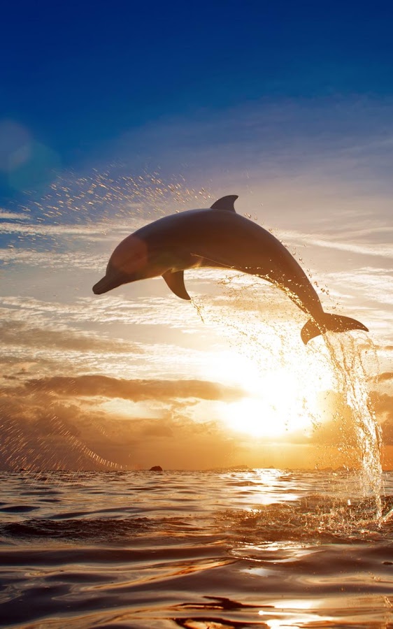Dolphins Live Wallpaper - Android Apps on Google Play