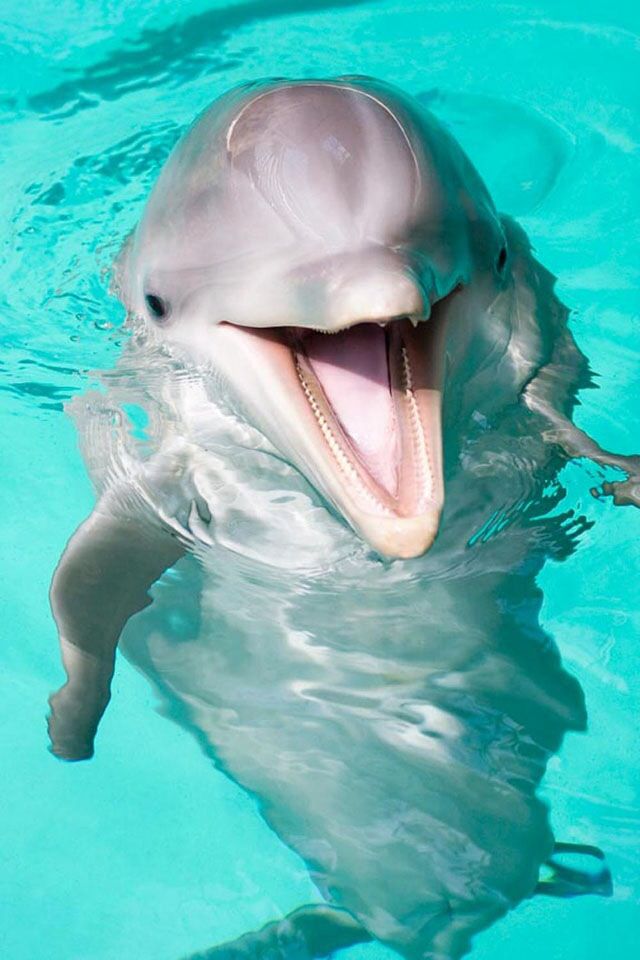 Wallpaper on Pinterest Dolphins, iPhone wallpapers and Backgrounds
