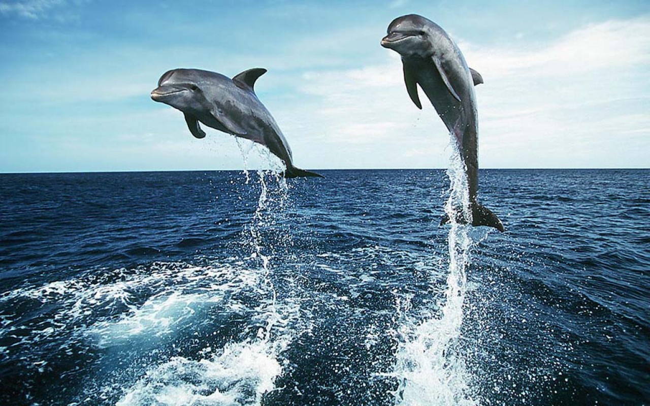 Dolphins Homepage Dolphin Loving Wallpapers For Mobile HD