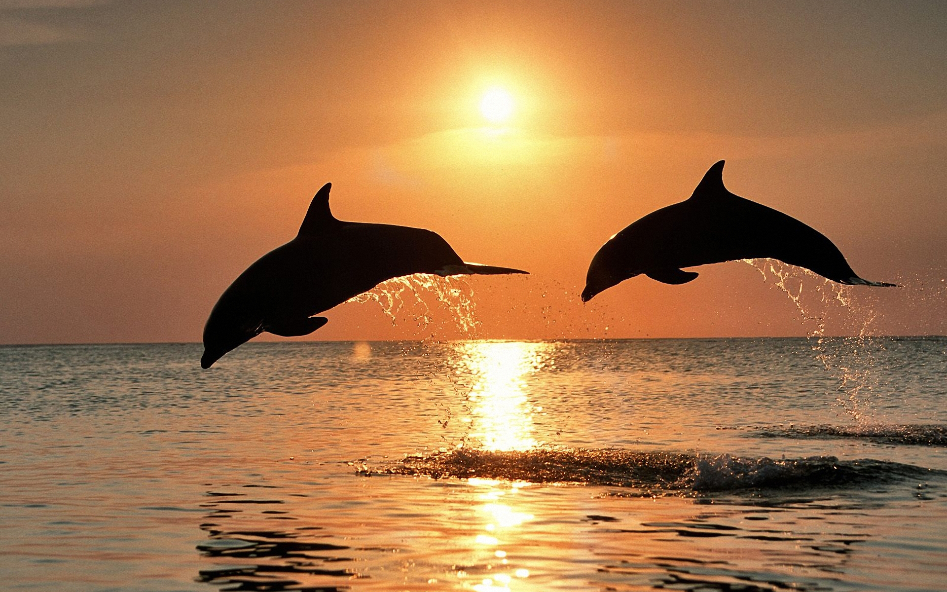 186 Dolphin HD Wallpapers Backgrounds - Wallpaper Abyss