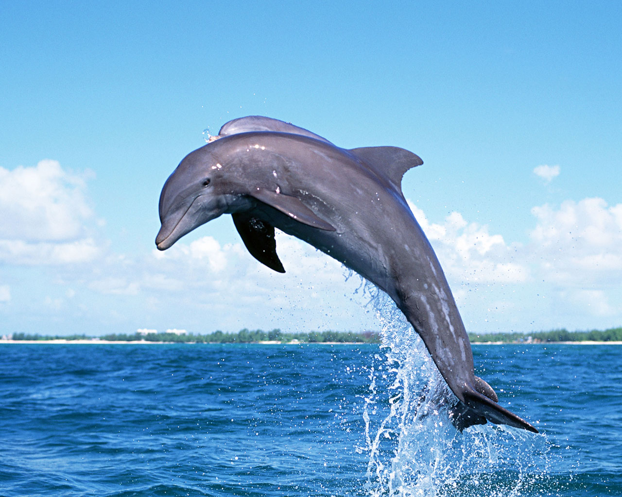 Dolphin HD Wallpapers and Backgrounds