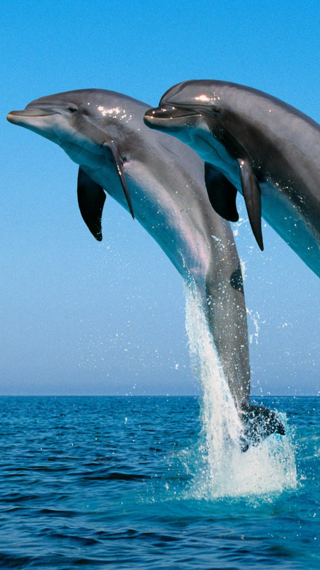 HD Background Dolphins Jump Stunt Blue Water Sea Spray