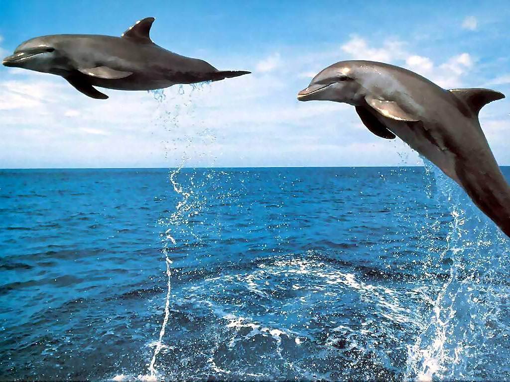 Dolphin Desktop and Mobile Wallpaper - Animals Town