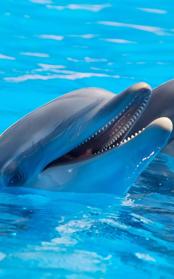 Dolphins Live Wallpaper - Android Apps on Google Play