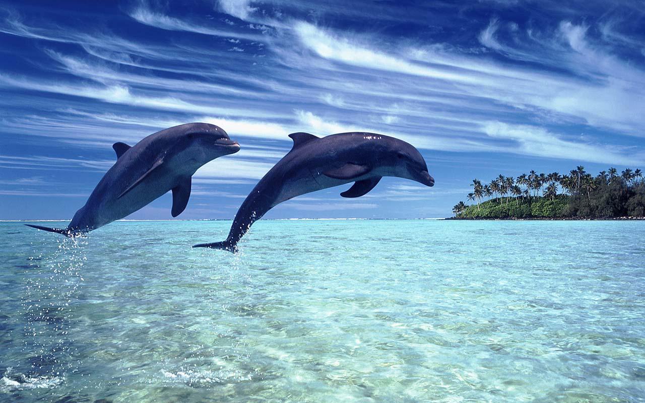 Dolphin Wallpaper - Android Apps on Google Play