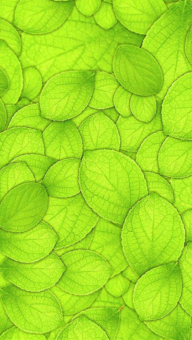 Leaf Iphone 5 Hd Wallpapers 640x1136 Hd Iphone 5 Wallpapers Retina ...