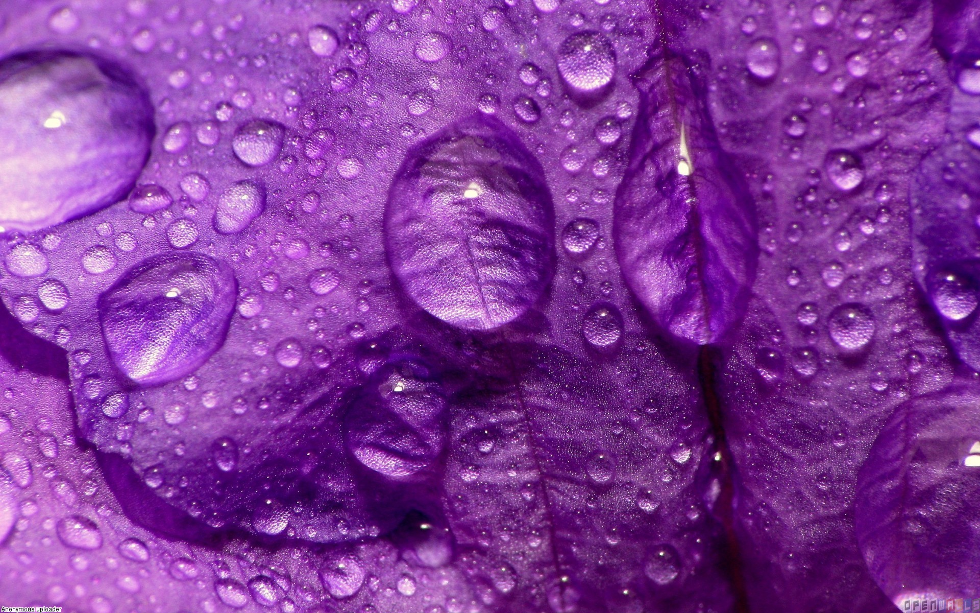 Purple rain wallpaper #5124 - Open Walls