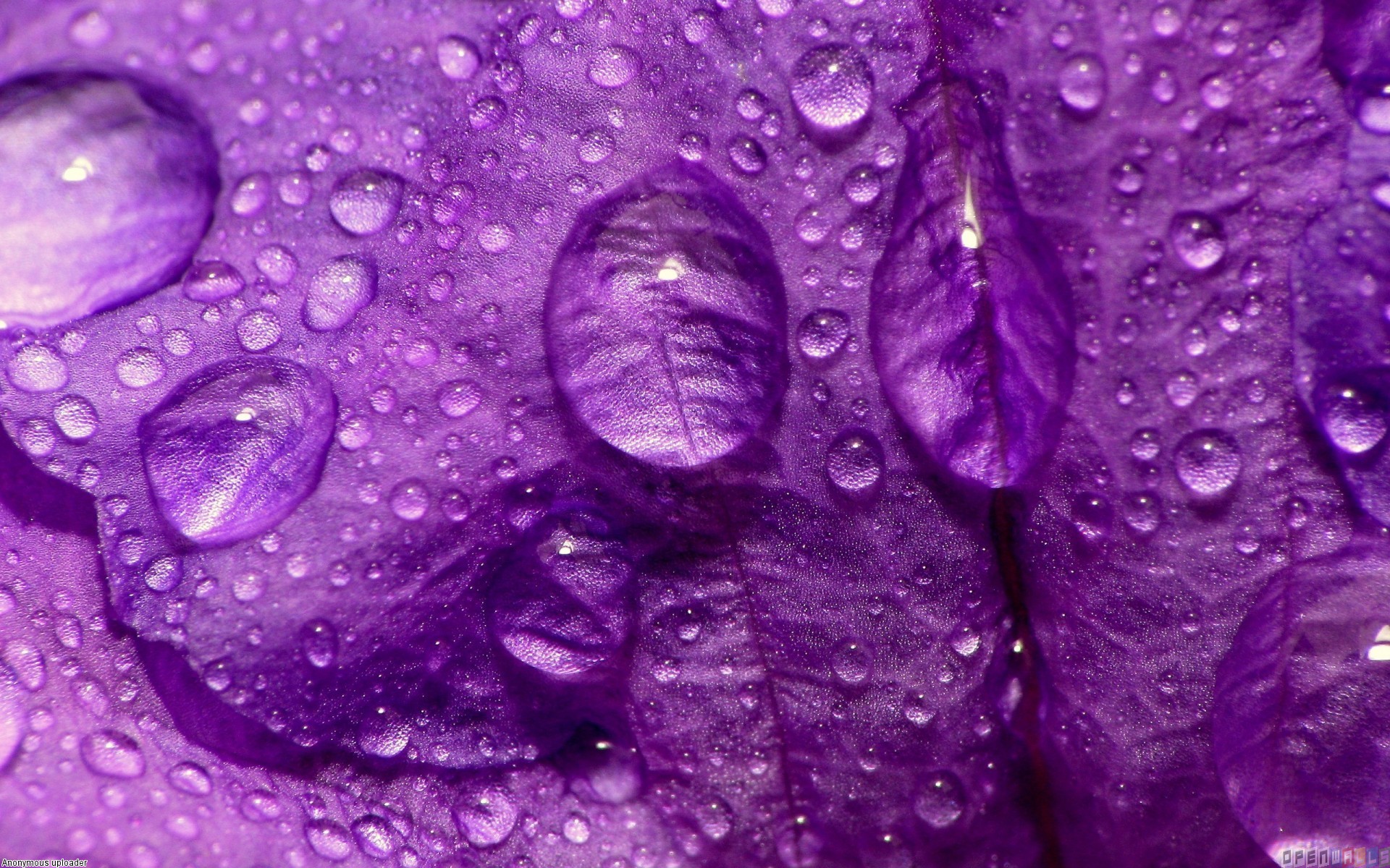 purple-rain-wallpaper-open-walls