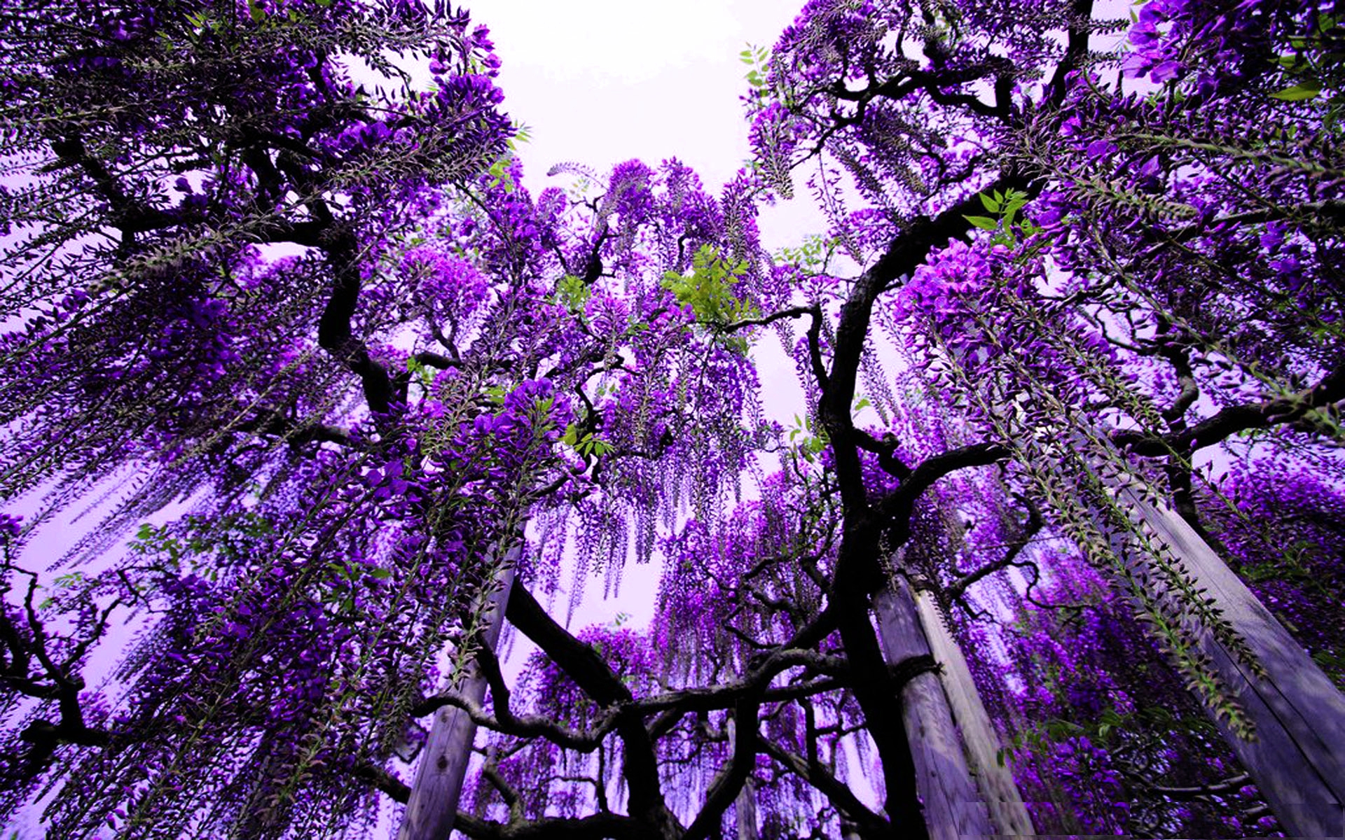 Purple Rain Trees · Issue #150 · Angry-Pixel/The-Betweenlands · GitHub