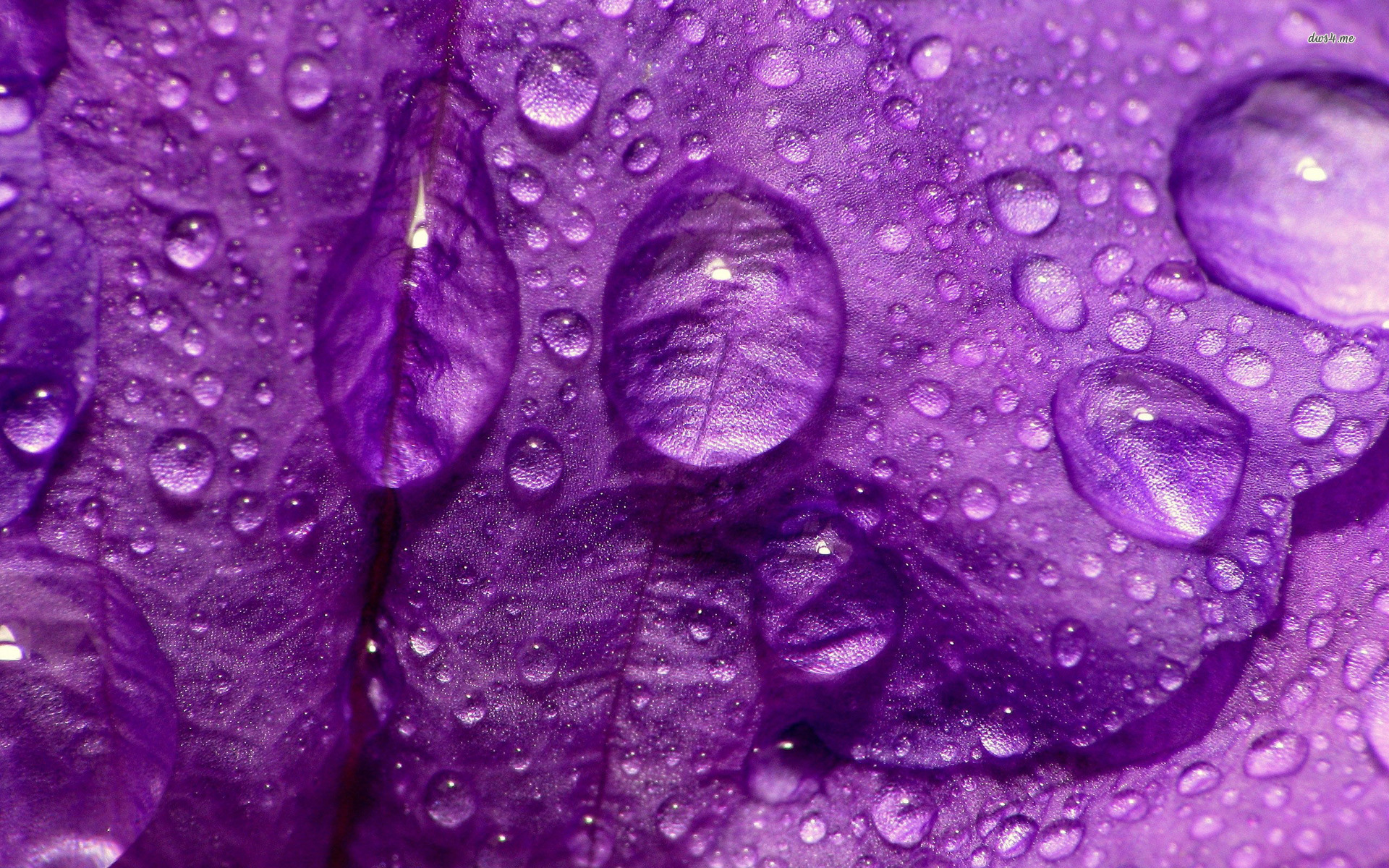 Rain drops on purple petals wallpaper - Flower wallpapers - #14922