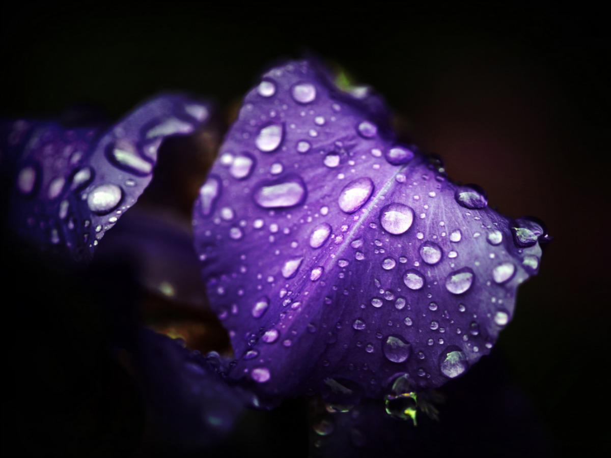 Purple rain - (#140282) - High Quality and Resolution Wallpapers ...