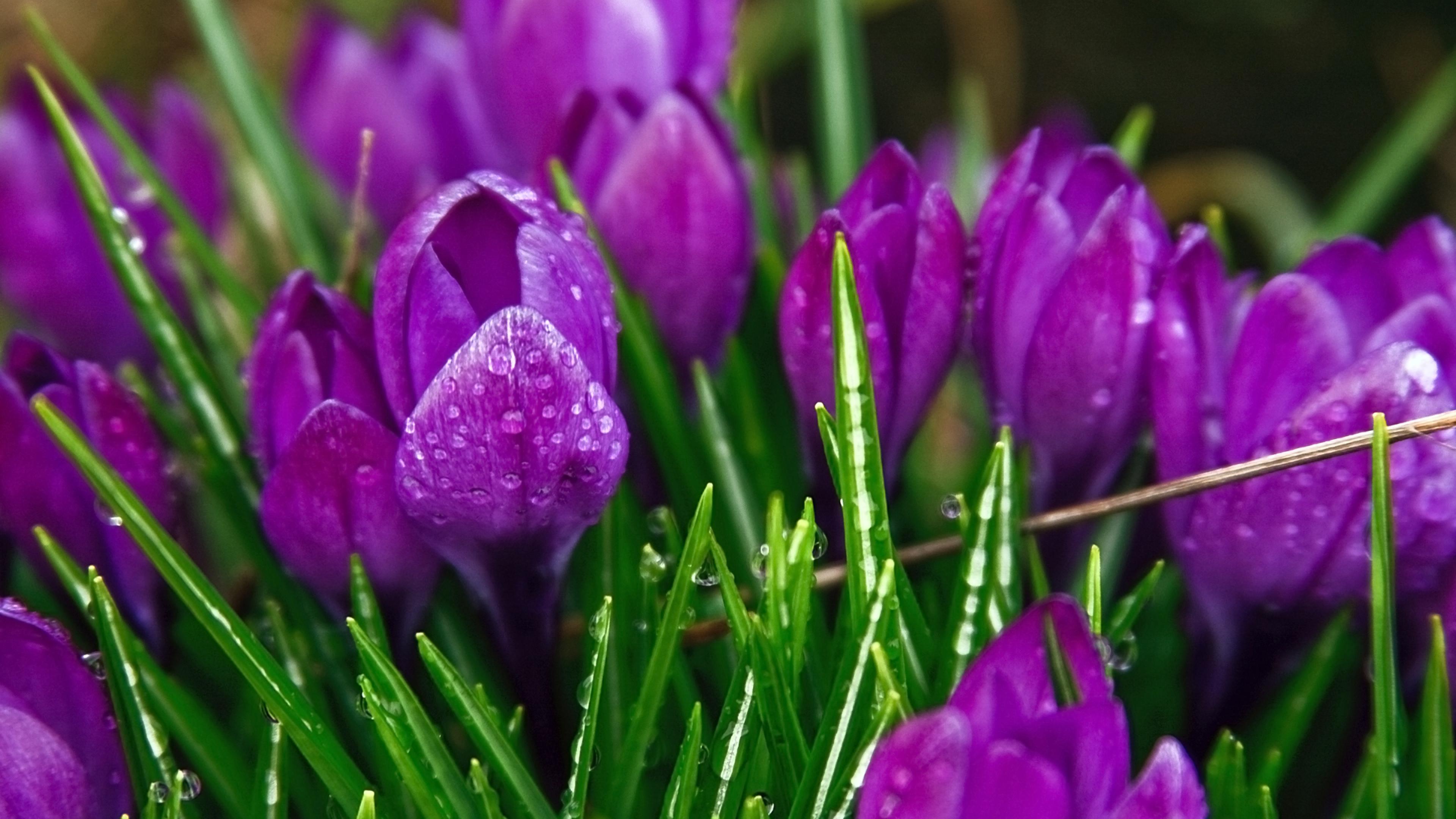 Beautiful Purple Flowers Pictures, Images and Wallpapers Flower