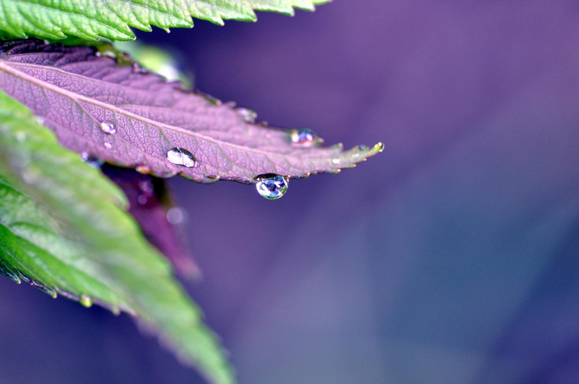 Purple rain - (#122632) - High Quality and Resolution Wallpapers ...