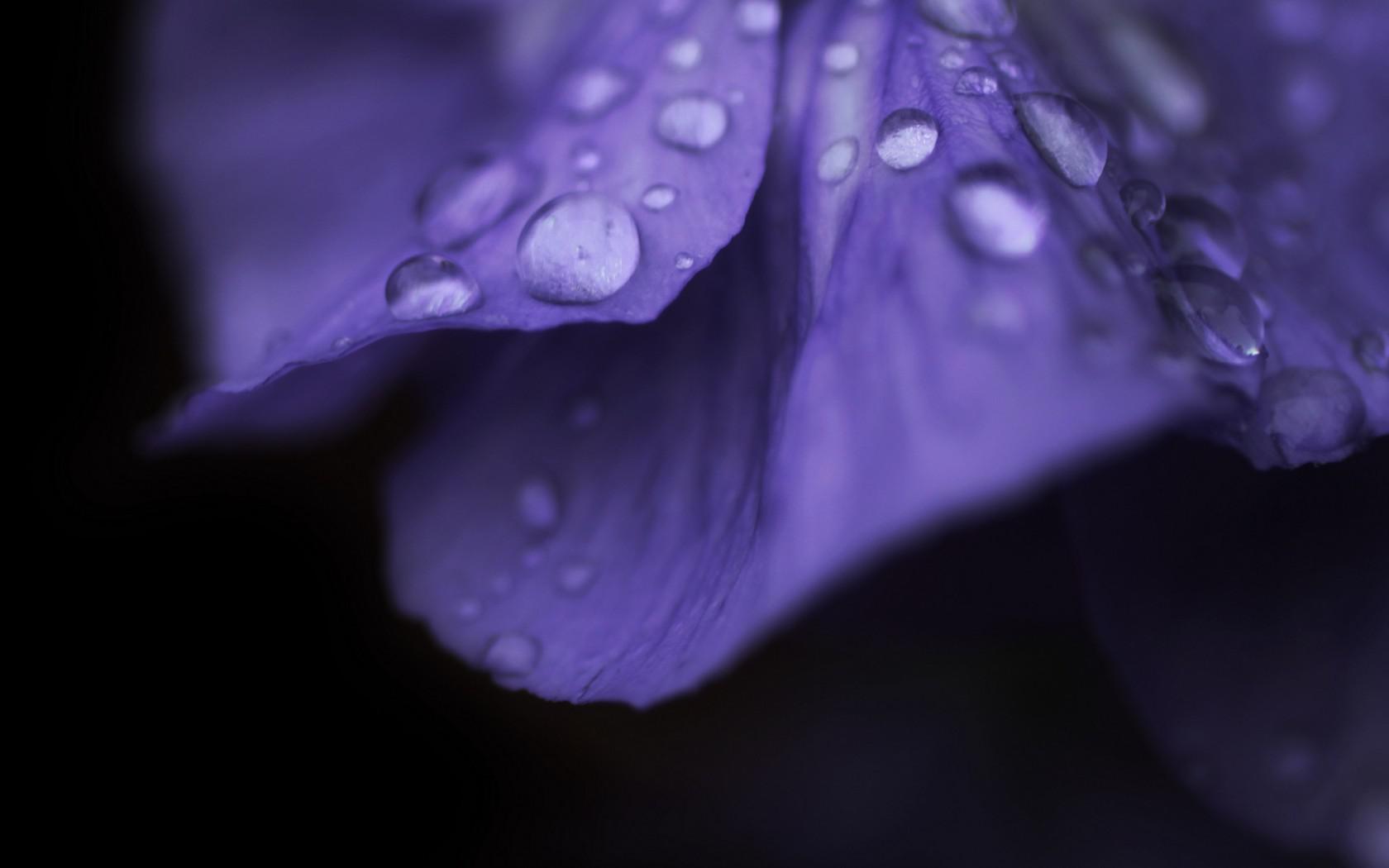 Purple rain - (#140722) - High Quality and Resolution Wallpapers ...