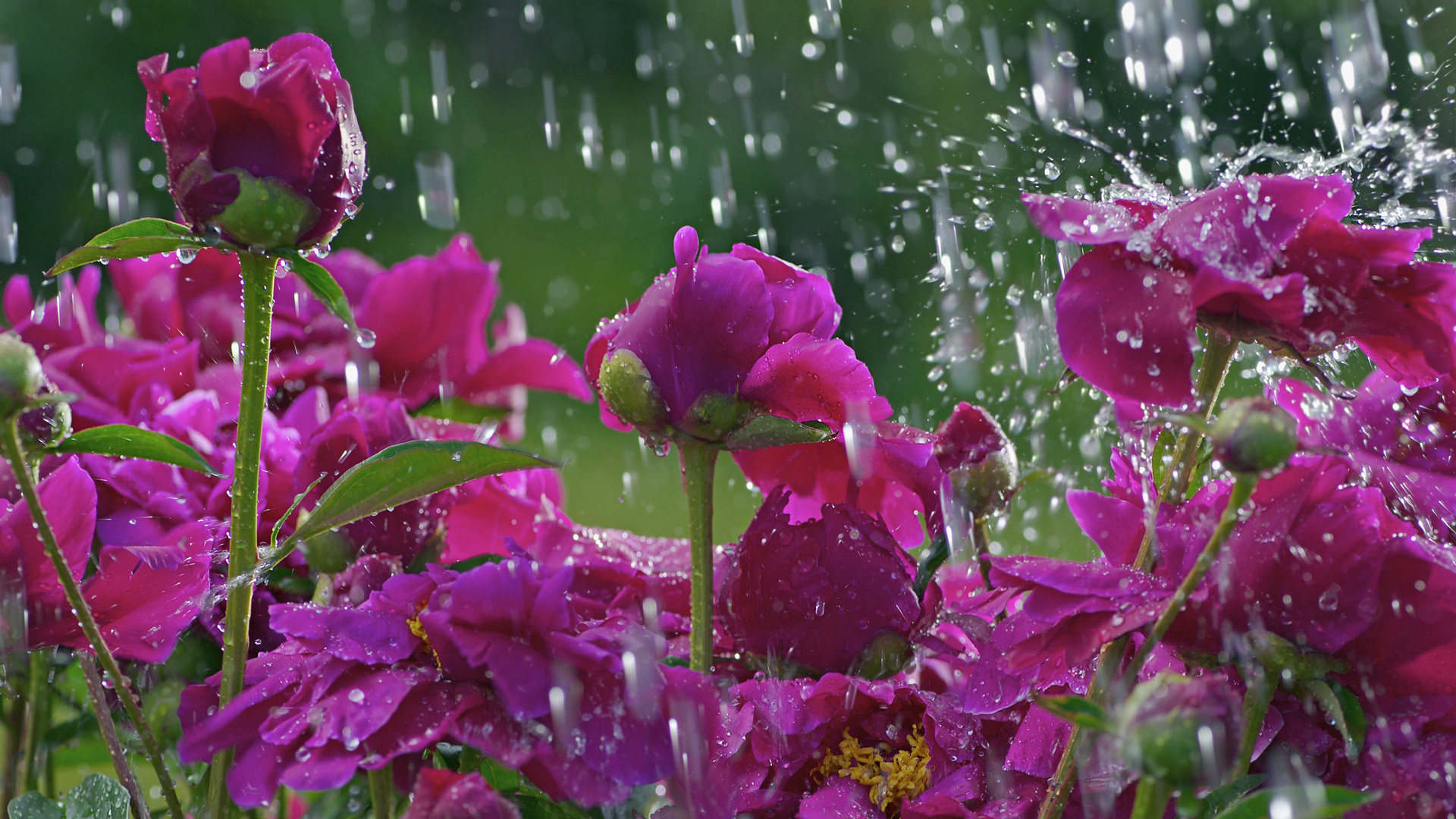 Purple rose under the rain wallpapers and images - wallpapers ...