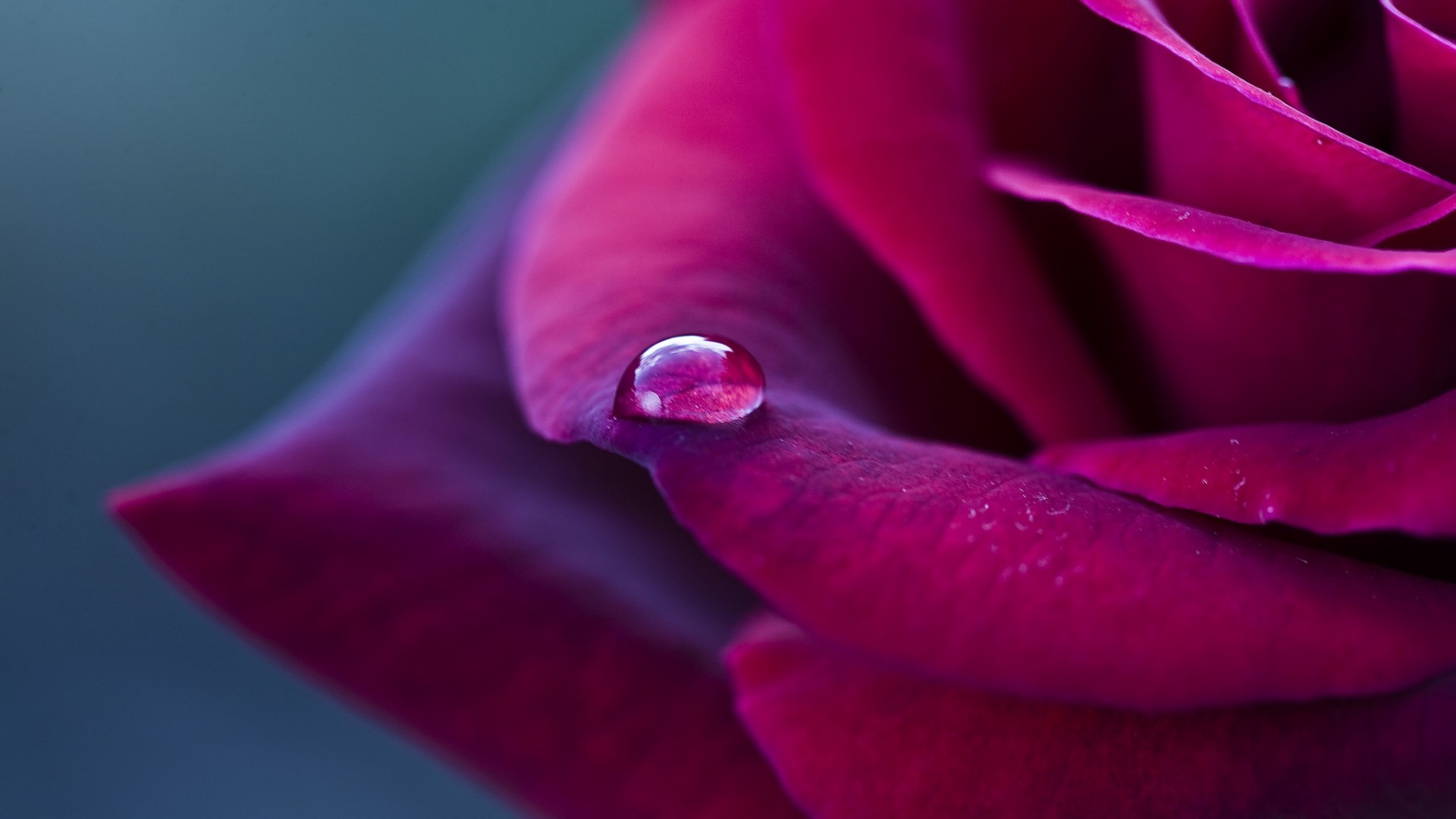 Purple rose and drop of rain wallpapers and images - wallpapers ...