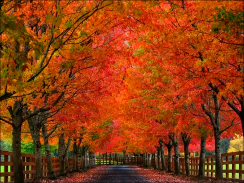 Fall Autumn Desktop Wallpaper | HD Pix