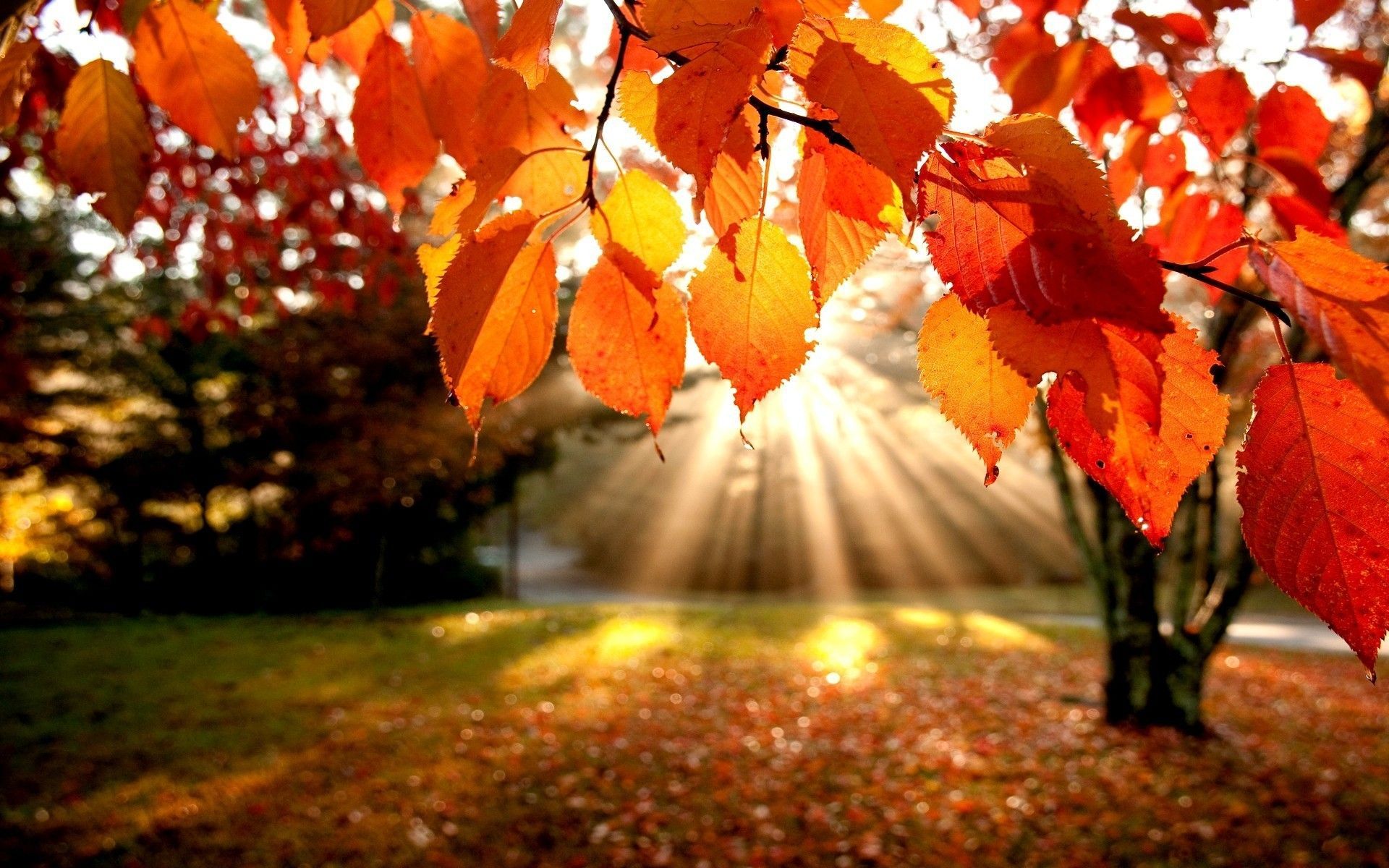 Autumn desktop leaves danasrhg.top