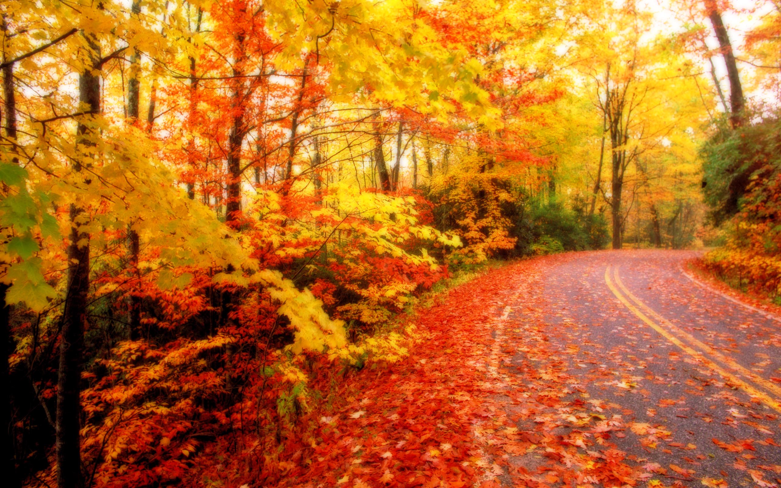 Download Autumn Leaves Wallpaper Desktop #y11 • ngepLuk.com