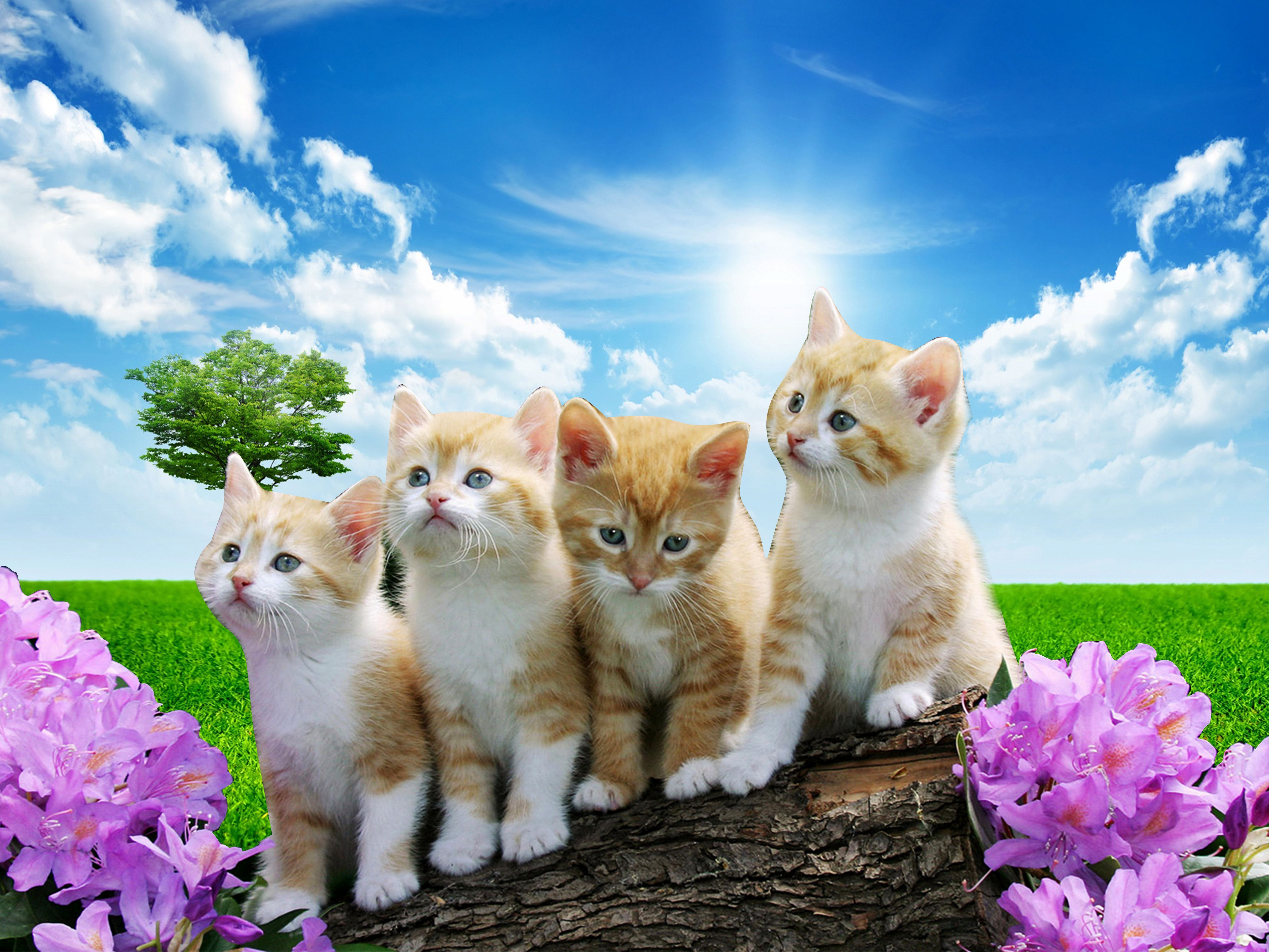 Слово 4 котенка. Четыре котенка. Природа и животные. Четверо котят. Котята на рабочий стол.